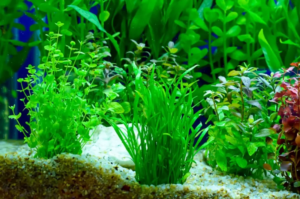 saprolegnia betta