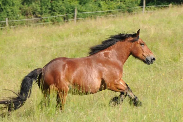cheval ardennais