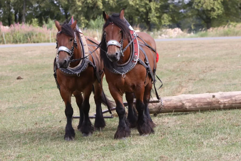 ardennais cheval