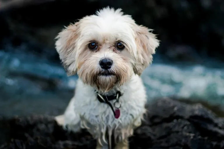 designer dog