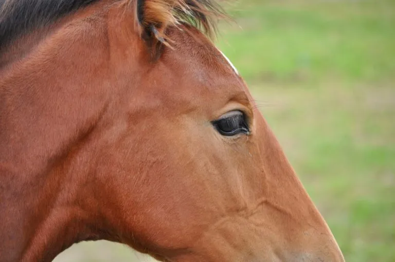 mâchoire de cheval