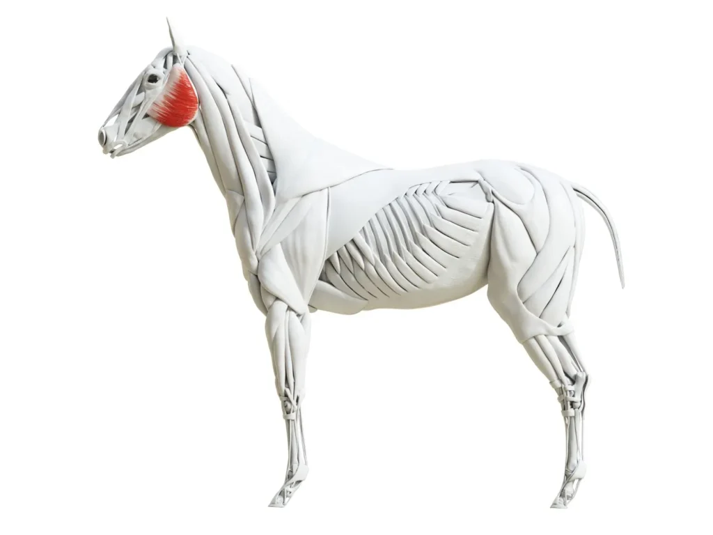 ganache cheval