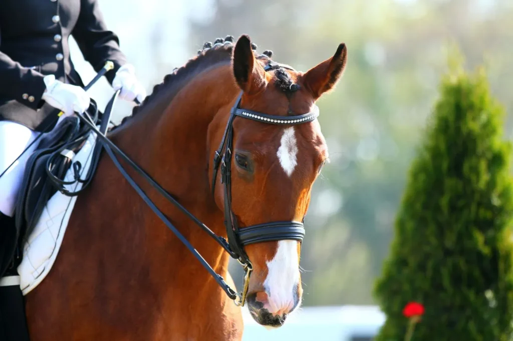mâchoire gonflée cheval