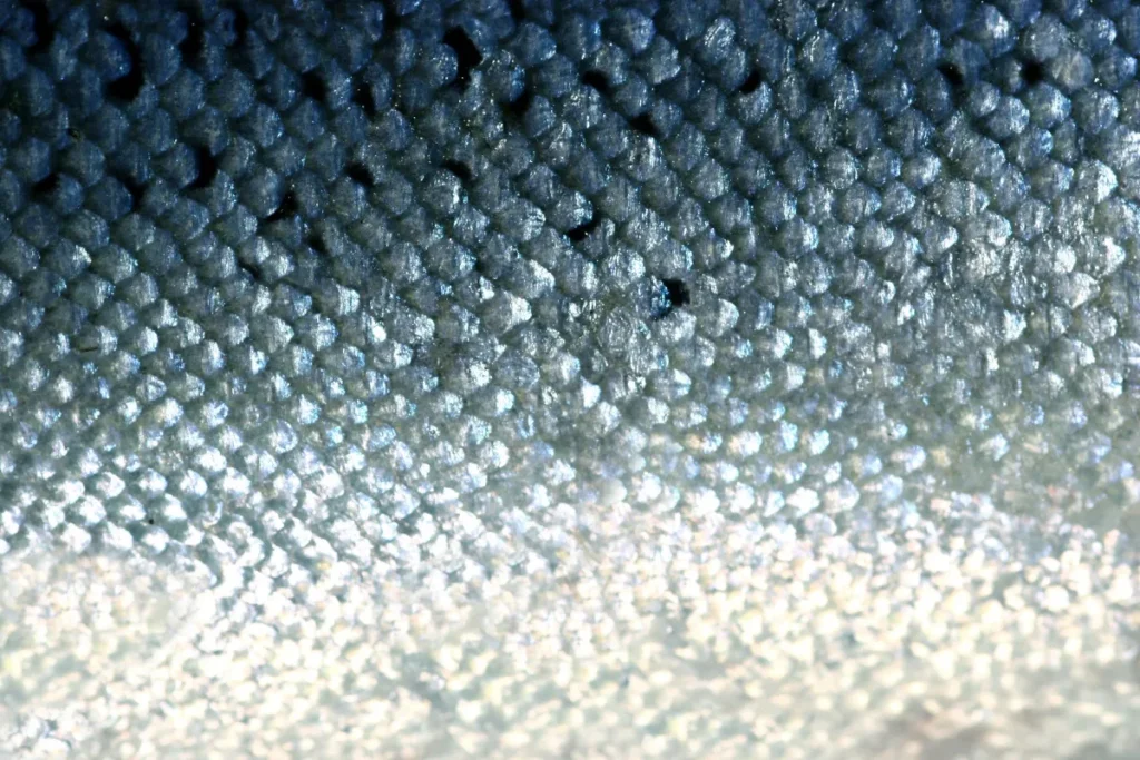 oodinium poisson