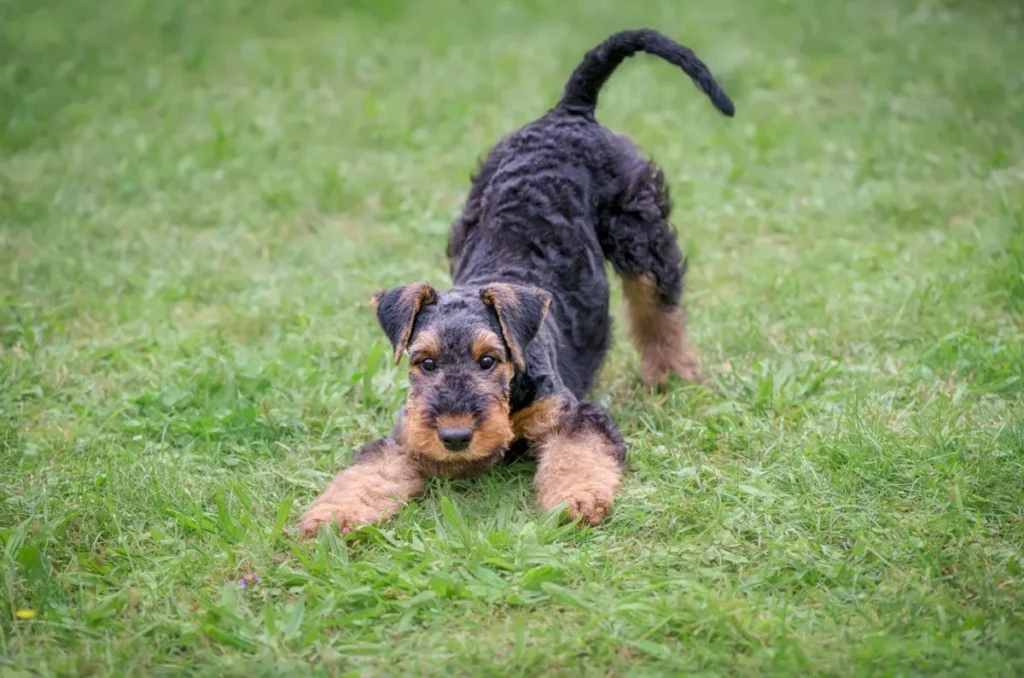 position du prieur chien