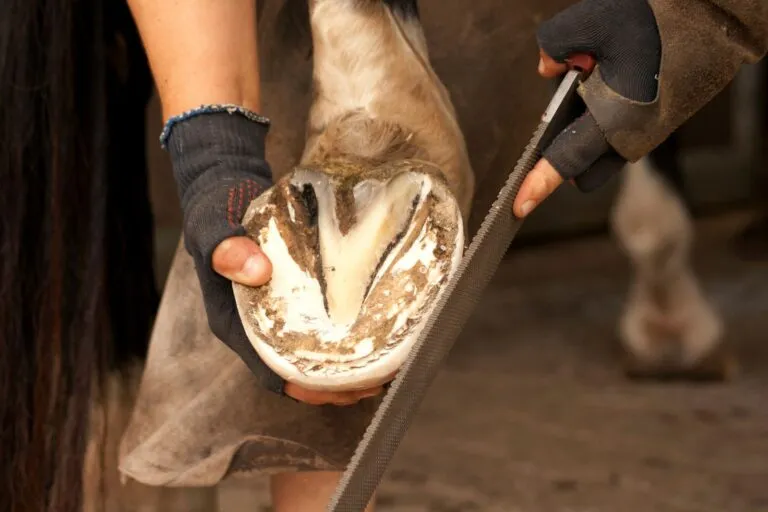 soin sabot cheval