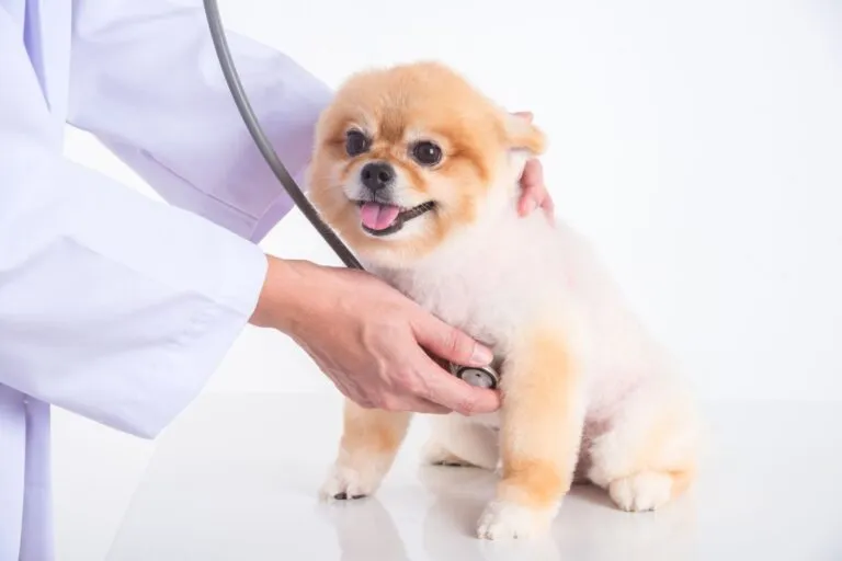 toux cardiaque chien