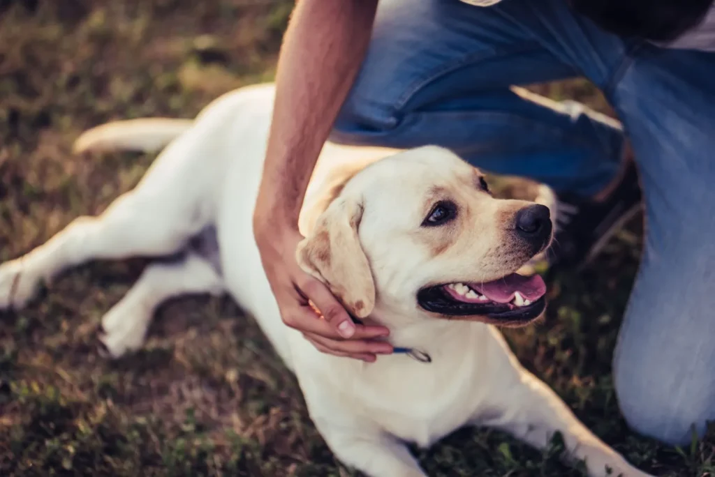 toux chien cardiaque
