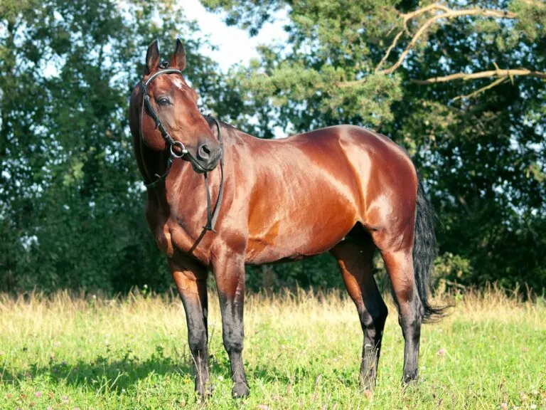 trakehner