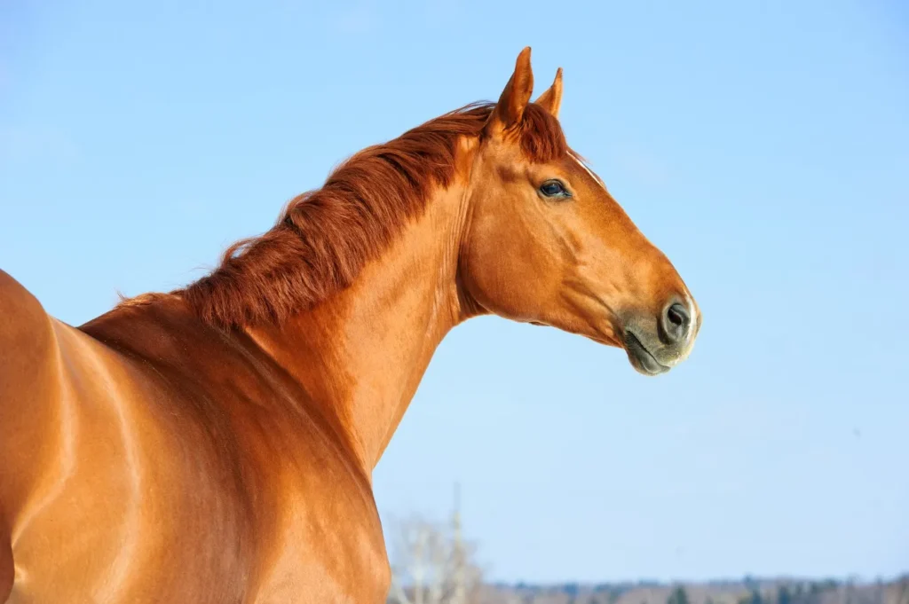 cheval trakehner