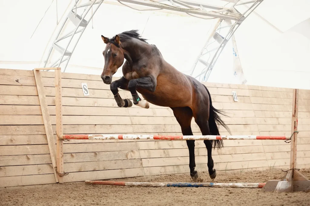chevaux trakehner