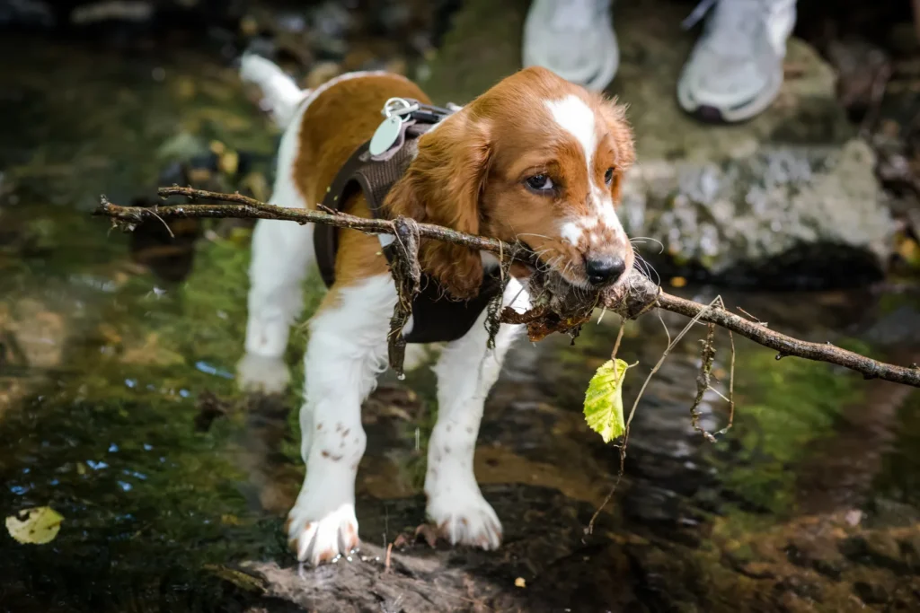 chien welsh springer spaniel