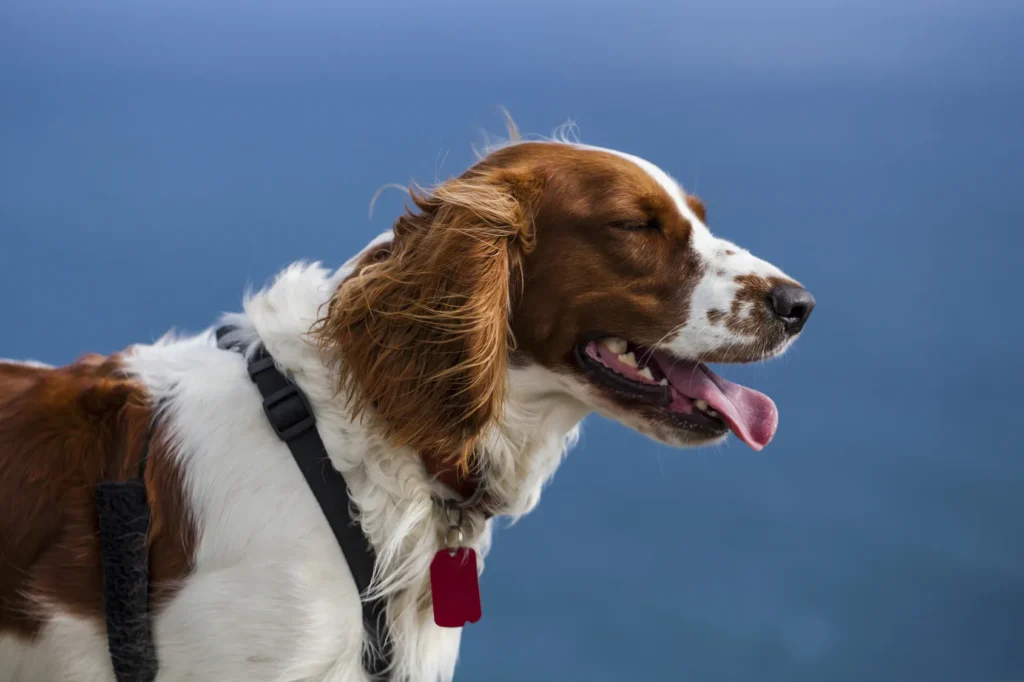 welsh springer spaniel élevage