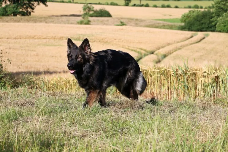 altdeutscher schäferhund noir