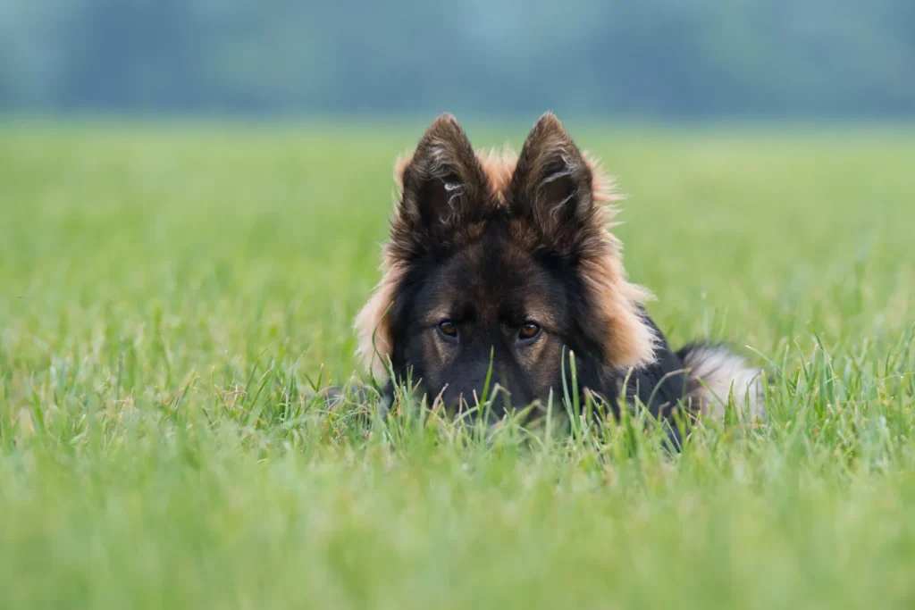 altdeutscher schäferhund
