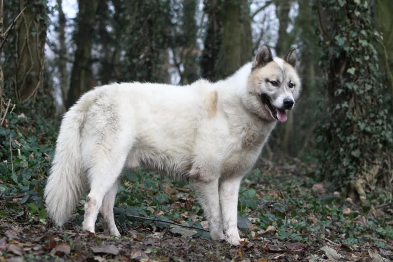 chien du groenland