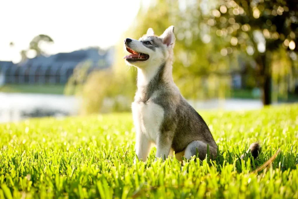chien alaskan klee kai