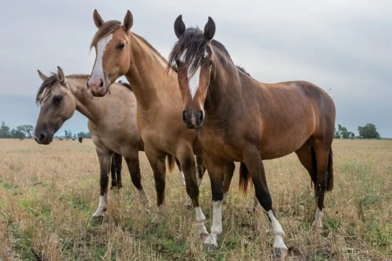 criollo cheval