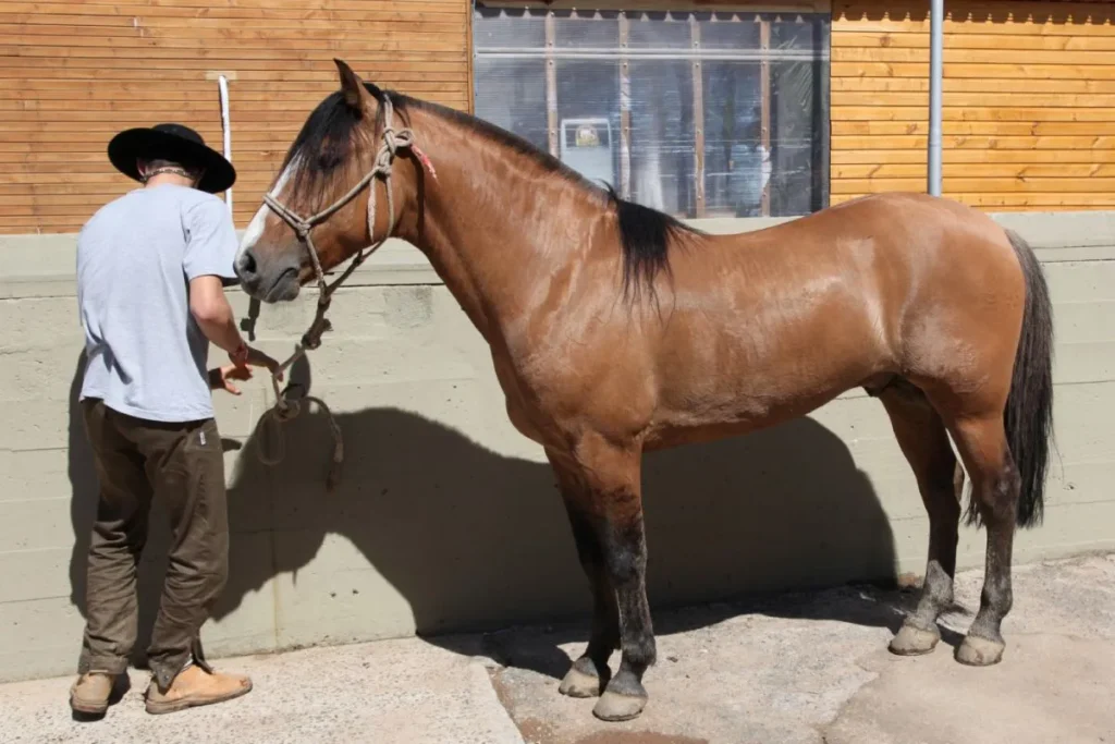 criollo horse