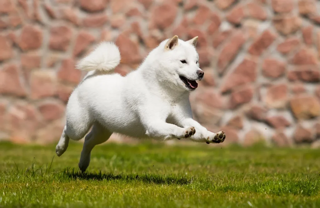 hokkaido chien