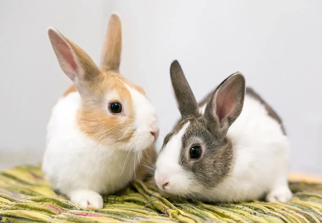 lapin hollandais