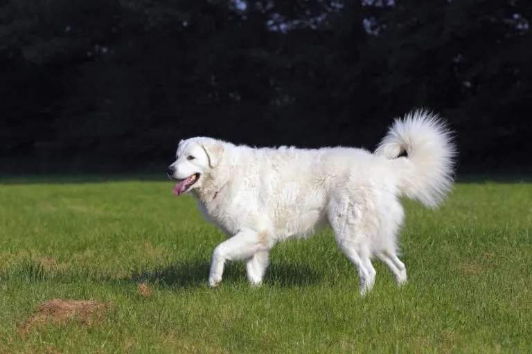 kuvasz