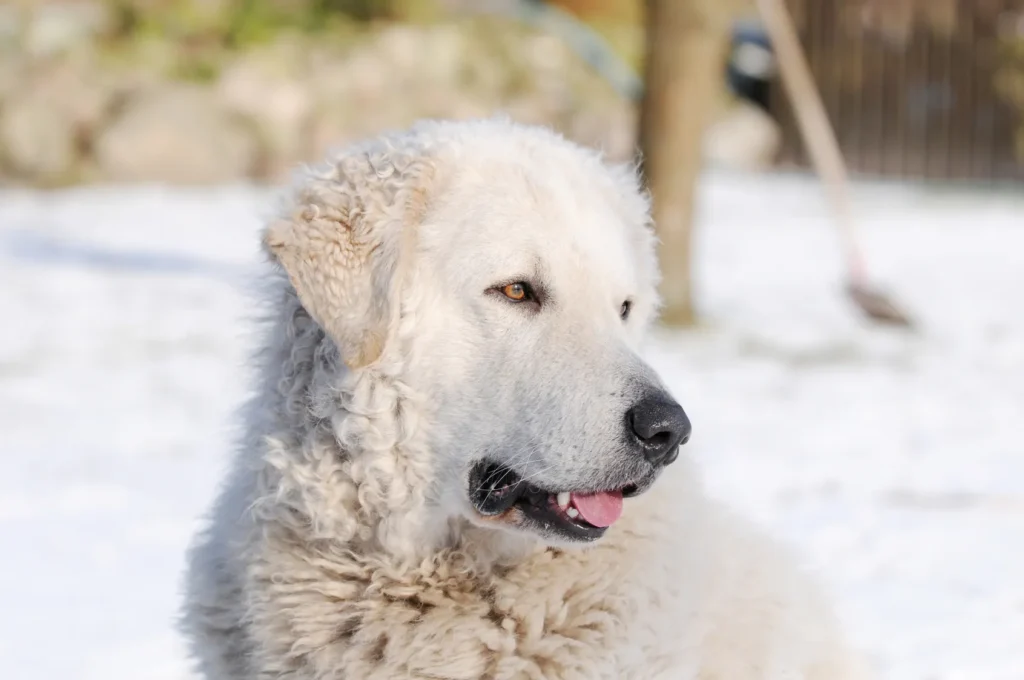 kuvasz chien