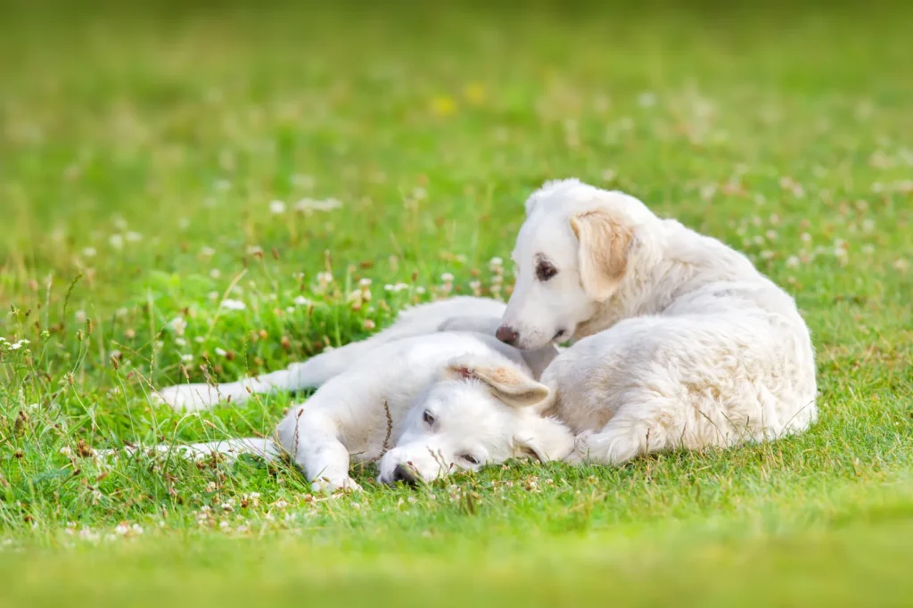 berger hongrois kuvasz