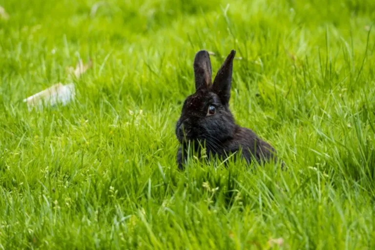 lapin alaska