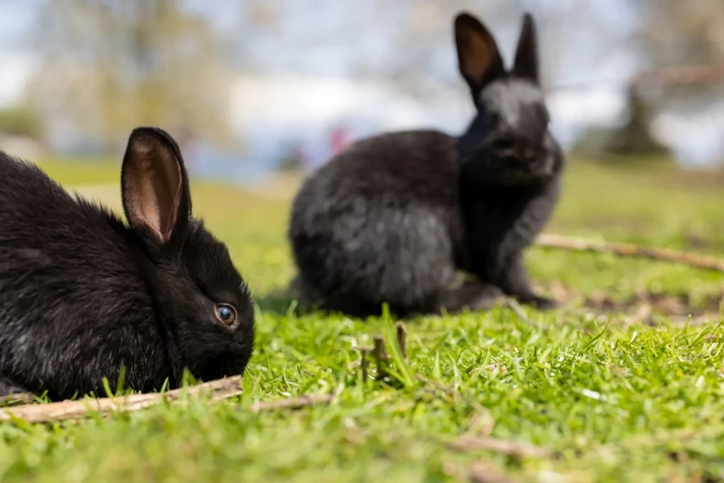 alaska (lapin)