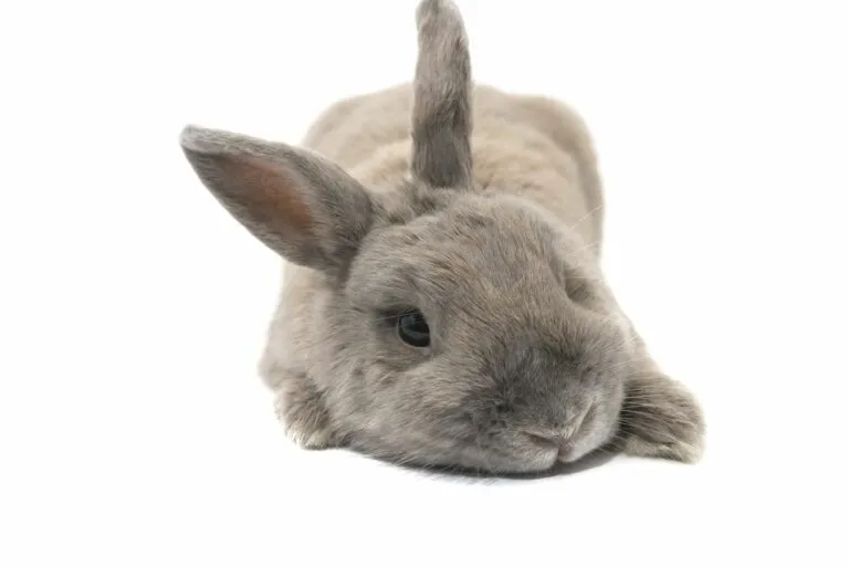 maladie hémorragique lapin