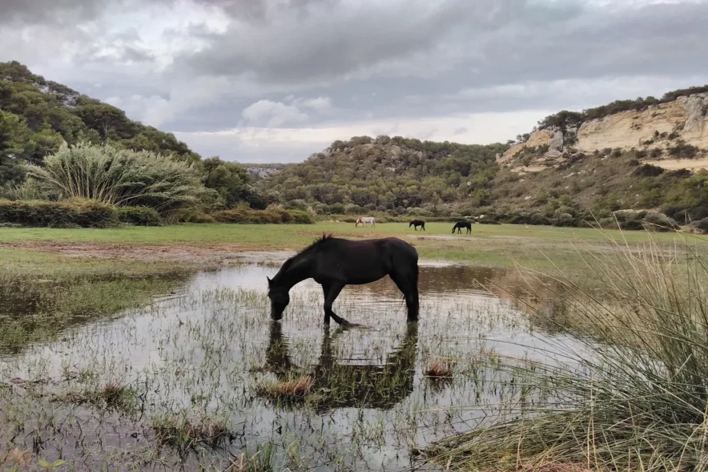cheval minorquin
