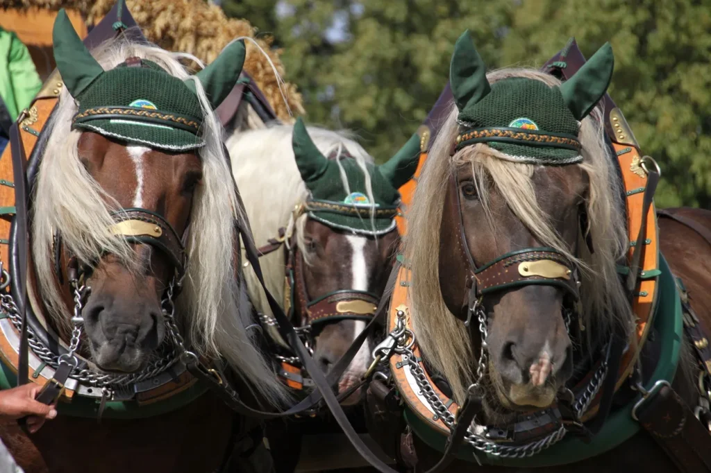 noriker cheval