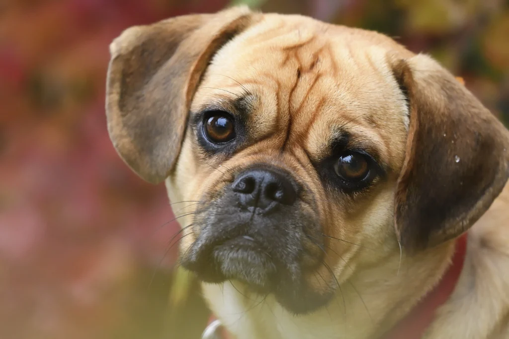 puggle dog