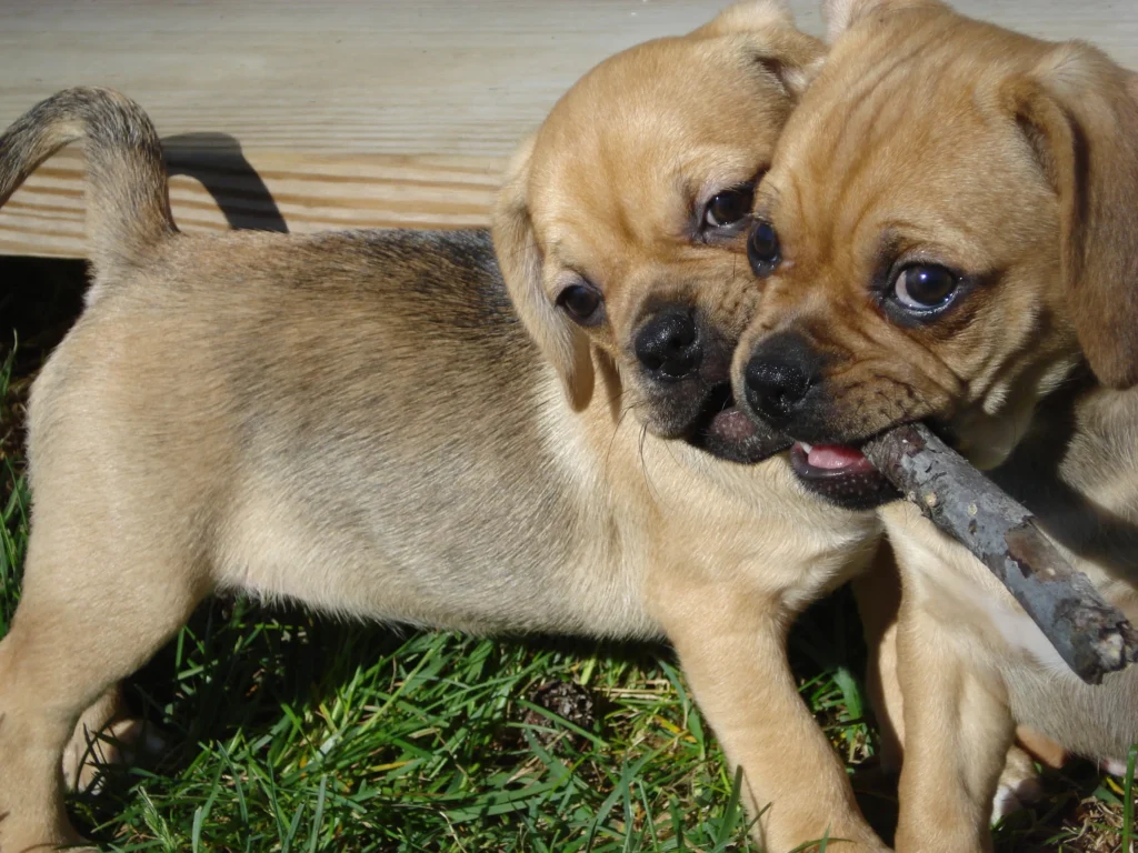 puggle dog