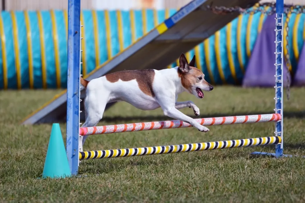 rat terriers