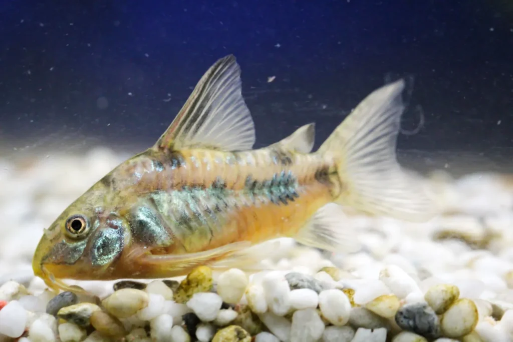 silure poisson