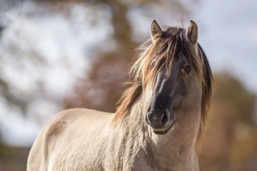 cheval tarpan