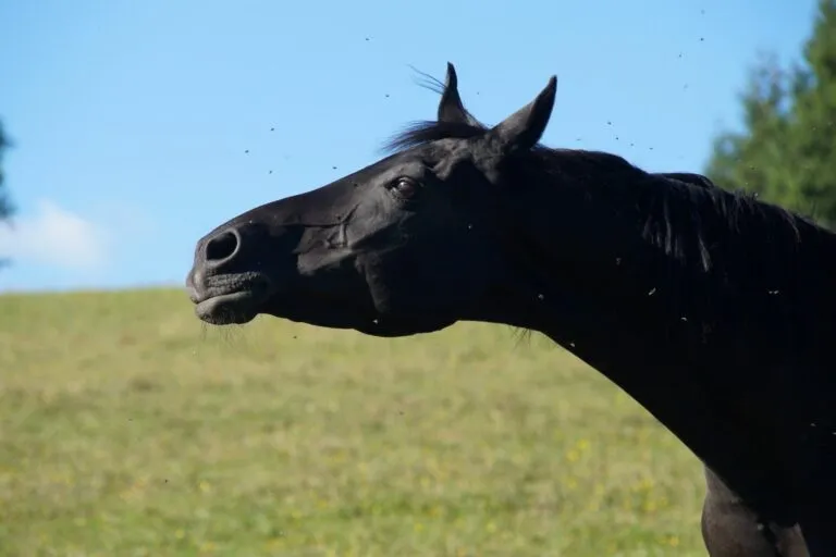dermite estivale cheval
