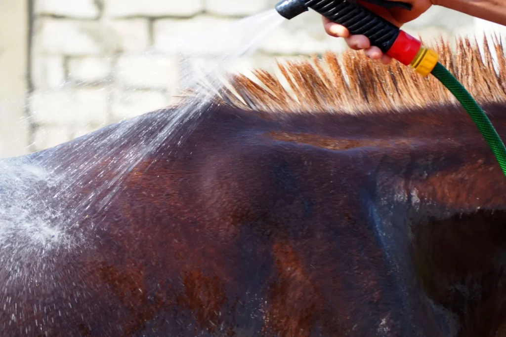 dermite estivale du cheval