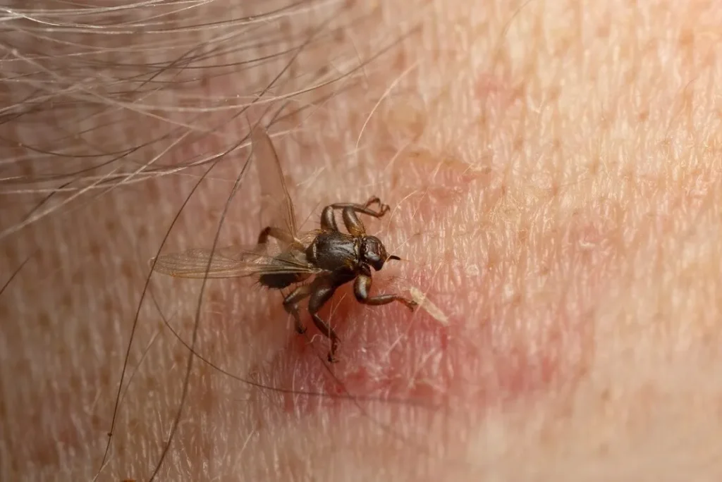 mouche du cerf traitement