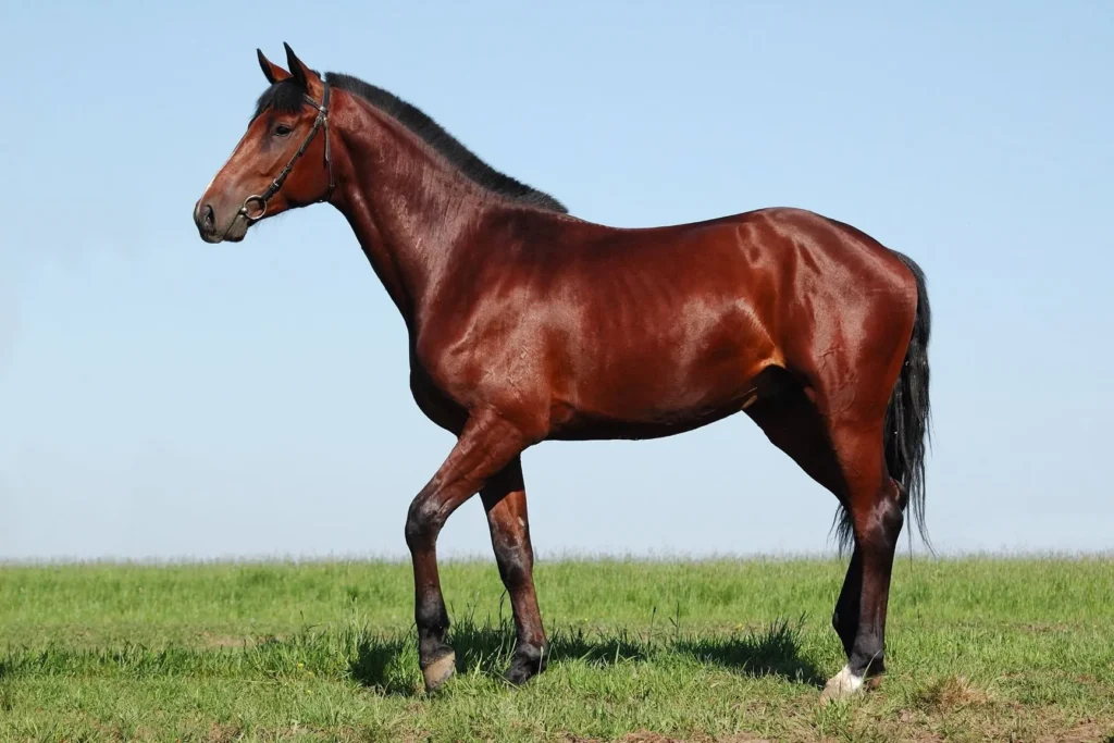oldenbourg (cheval)