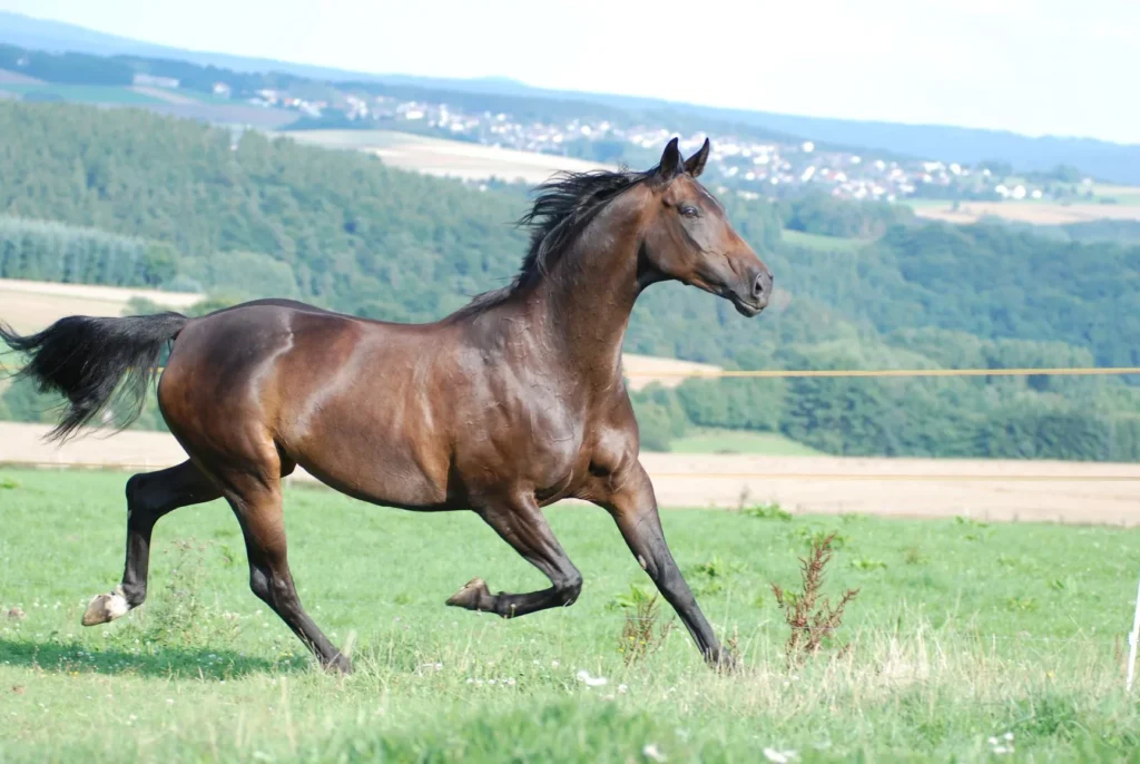 cheval oldenbourg
