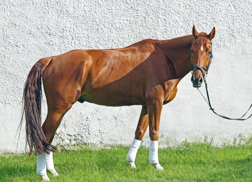 oldenburg cheval