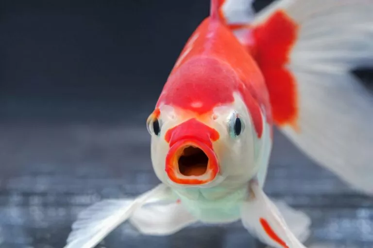 les poissons ressentent ils la douleur