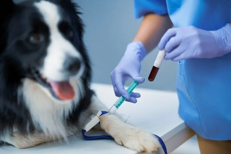 Un vétérinaire prélève du sang sur la patte d'un chien