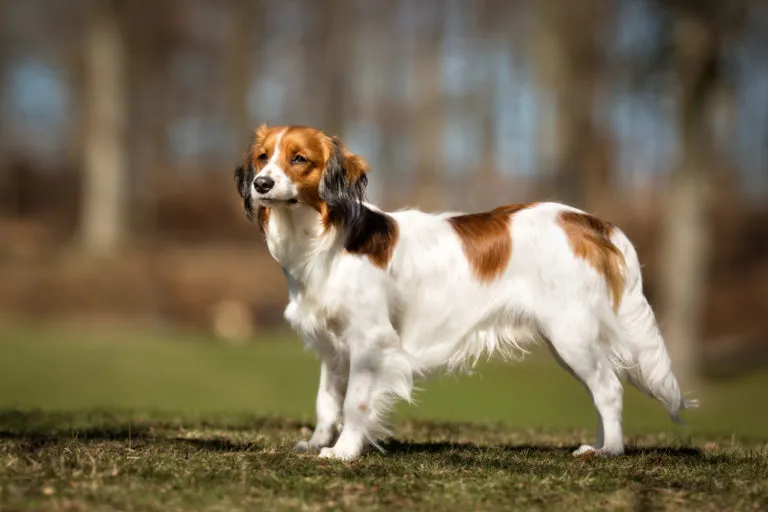 kooikerhondje marron et blanc