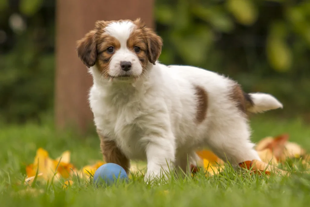 Chio Kooikerhondje marron et blanc trop chou