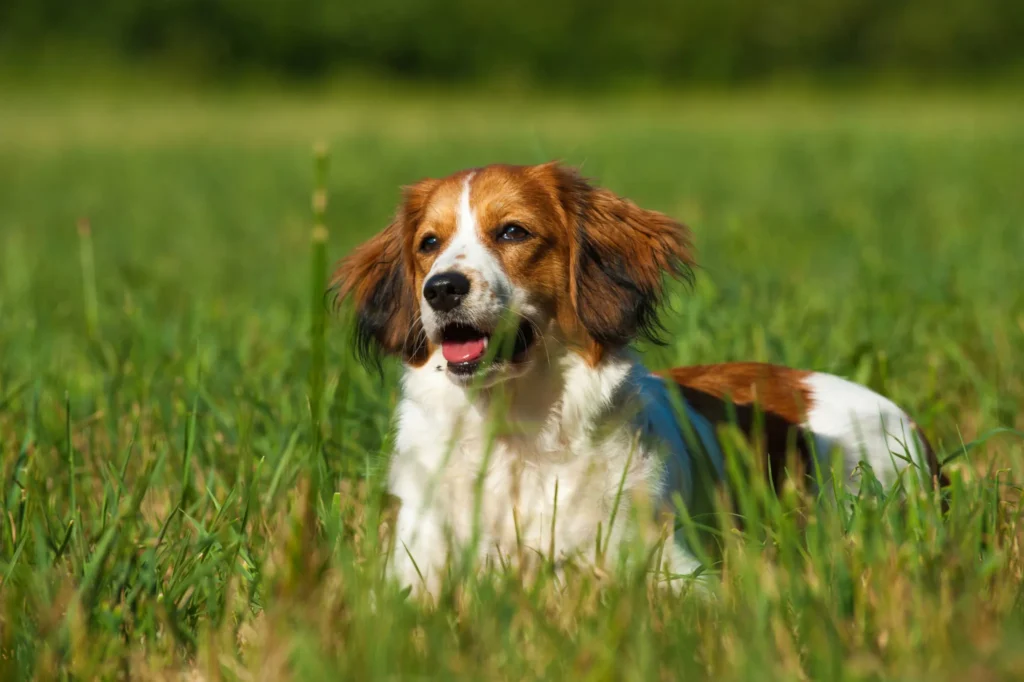Kooikerhondje allongé dans l'herbe
