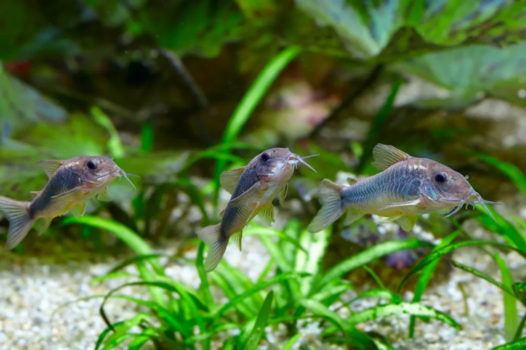 trois corydoras dans aquarium